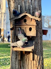 Pigeons are sitting on the roof in the dovecote. Bird feeder in the park. Wooden house for purebred pigeons.