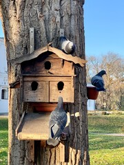 Pigeons are sitting on the roof in the dovecote. Bird feeder in the park. Wooden house for purebred pigeons.