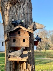Pigeons are sitting on the roof in the dovecote. Bird feeder in the park. Wooden house for purebred pigeons.