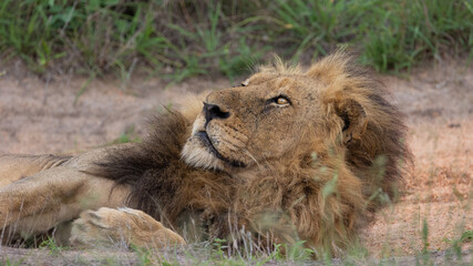Mature male lion in the wild