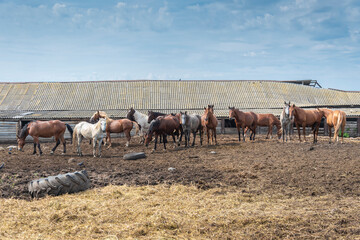 Large herd of horses is quietly resting and walking in the open air stables. In the background there is an old farm building and a blue summer sky.