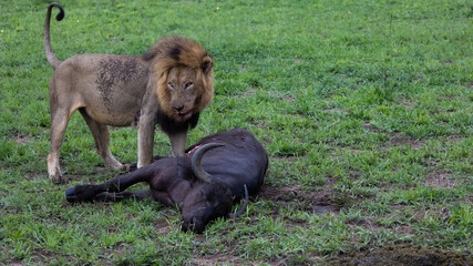 Big black mane lion feeding on a cape buffalo