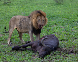 Big black mane lion feeding on a cape buffalo
