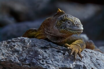 Galapagos land iguana