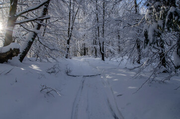 Zima w Bieszczadzkim lesie 