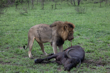 Big black mane lion feeding on a cape buffalo
