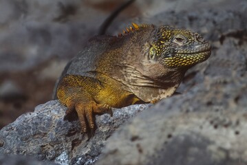 Galapagos land iguana