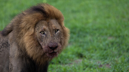 Huge male lion in the wild