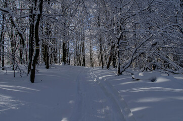 Obraz premium Zimowy bieszczadzki las 