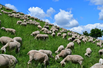 Many sheeps 