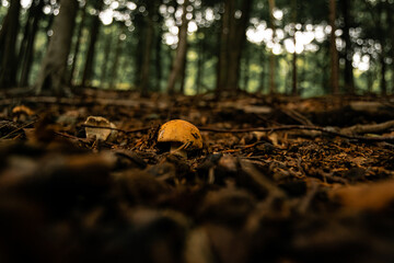 A little brown mushroom growing from underneath the autumnal foliage and fallen leaves. Tiny fungi surrounded by tall trees in the background, mushroom looks, smaller and showing the scale of a forest