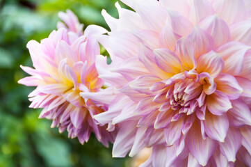Fototapeta premium two beautiful pink golden dahlia flowers, macro