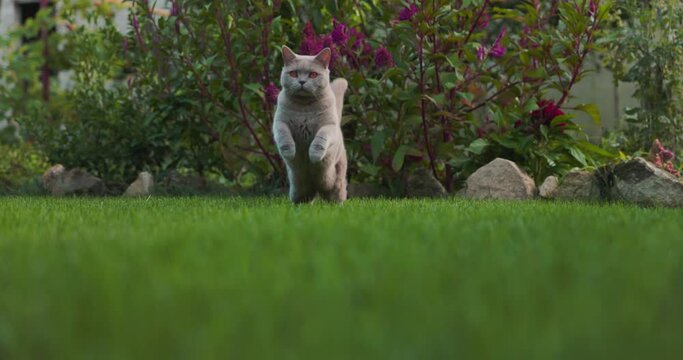Cute Scottish cat run and jump at lawn in home garden. Scottish cat outdoor