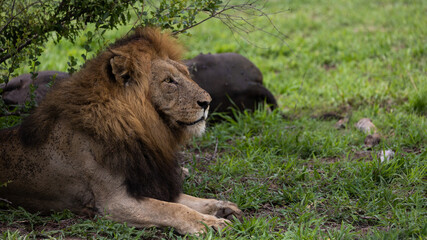 Huge male lion in the wild
