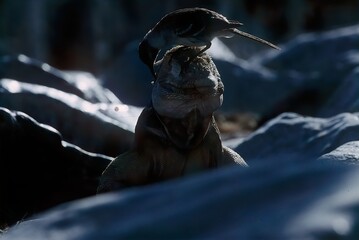 Galapagos land iguana