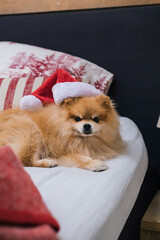 Little fluffy Pomeranian puppy dog in red Santa Claus hat at Christmas lying on a couch decorated with pillows and blanket in modern interior room. Family holidays.
