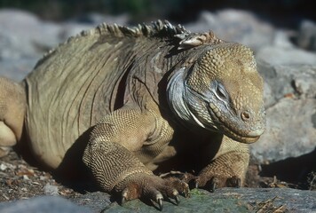 Galapagos land iguana