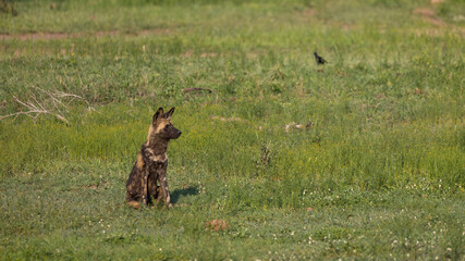 African wild dog in the wild