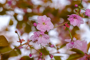 Blühende Japanische Nelkenkirsche / Kirschblüte / Blütenkirsche (Lat.: Prunus serrulata Kanzan)