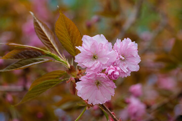 Drei schöne rosa KirschblüteN / Japanische Nelkenkirsche / Blütenkirsche (Lat.: Prunus serrulata...