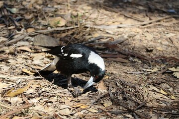 The Australian magpie (Gymnorhina tibicen) is a medium-sized black and white passerine bird native to Australia and southern New Guinea