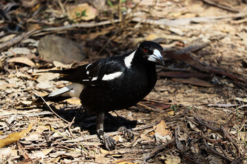 The Australian magpie (Gymnorhina tibicen) is a medium-sized black and white passerine bird native to Australia and southern New Guinea