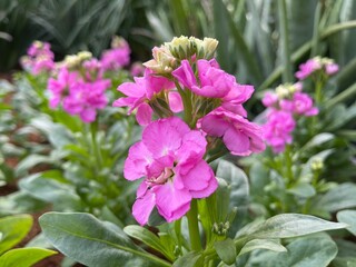 pink and purple flowers
