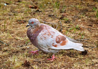 Close-up dove walks on the ground among the grass and cones