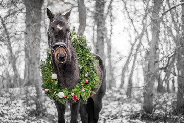 Pferde mit Weihnachtskranz im Winter