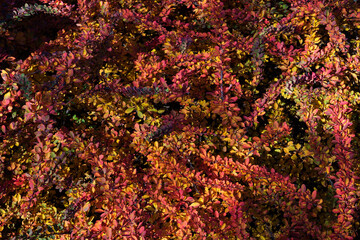 barberry shrub foliage, colorful autumnal background