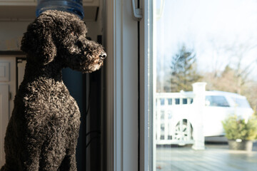 Watchful dog looking out home window at owners car in driveway