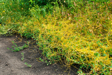 Obraz premium Dodder, parasitic plant on weed close up