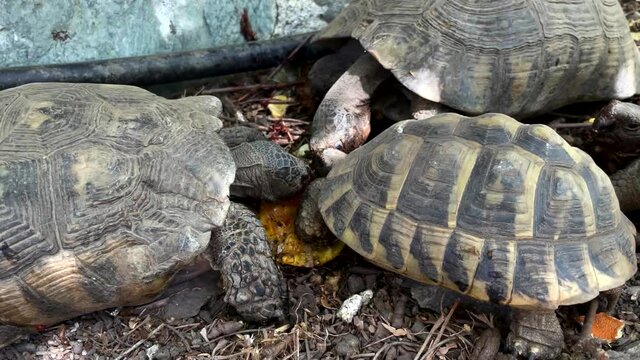 Terrestrial turtles eat orange fruit in terrarium.