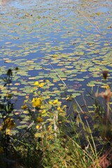 reeds in the lake