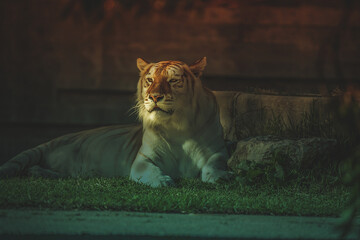 Tigre en el Zoo de Madrid