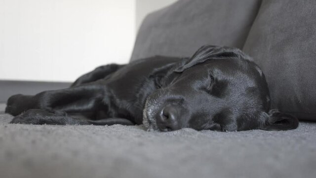 twitching of the muscles of the black dog labrador retriever in a dream. pet sleeping on the soft sofa