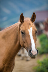 horse in the field