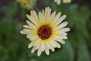 Obraz premium The dew drops are very harmoniously arranged on the petals of the flower.