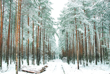 Naklejka premium A frosty day in a snow-covered coniferous forest. Winter road through a snow-covered forest. the concept of winter recreation. winter wallpaper. The atmosphere of winter holidays. landscape