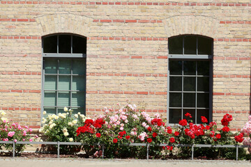 Fenster mit Blumen, Deutschland