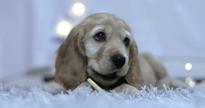 A cute English Cocker Spaniel puppy lies on the carpet and eats cookies against the background of New Year's lights. A Christmas gift.