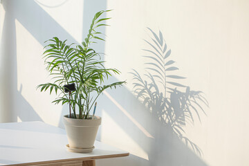 House plant palm tree in a white pot on a white table.