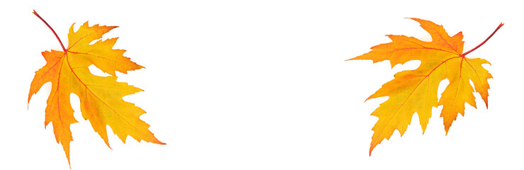 Yellow maple leaves isolated on white . Wide photo. Free space for text.