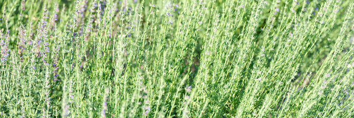 Lavender field of flowers in summer closeup