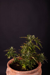 Marijuana plant on black background