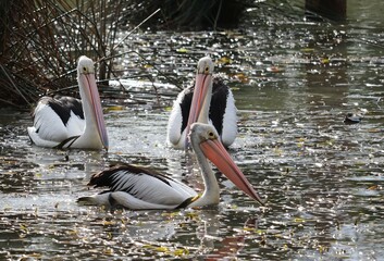 Pelicans (genus Pelecanus) are a genus of large water birds that make up the family Pelecanidae