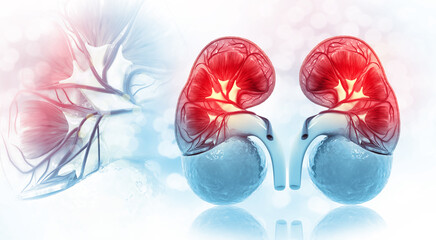 Human kidney cross section anatomy. 3d illustration