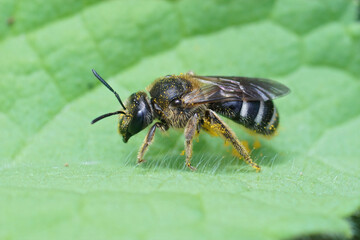 Detailed closeup of female furrow banded sweat bee, Lasioglossum zonulum , on a green leaf