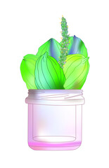 a bouquet of plantain in a jar. Herbal engraved style illustration.