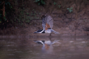 Flight scene of Crested kingfisher (Yamasemi) in the stream background